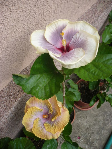 P1230594
