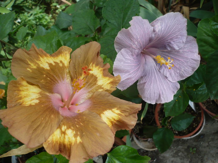 P1230596