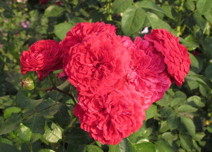 11 aug, Red Leonardo da Vinci - 2015 trandafiri _VI
