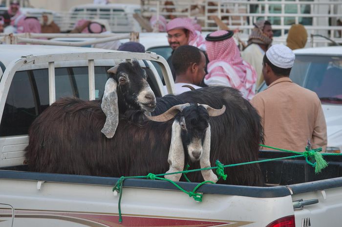 Si capre Najdi tot la ei in Arabia - Rase de oi si capre -Poze deosebite-8