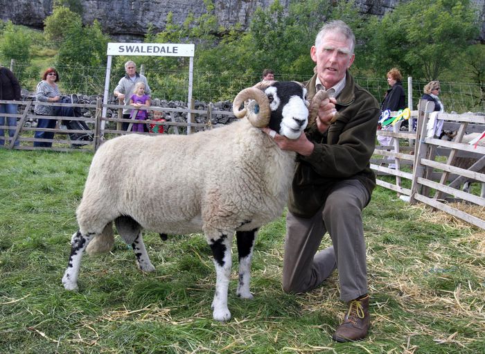 Swaledale berbecut-532 - Rase de oi si capre -Poze deosebite-8