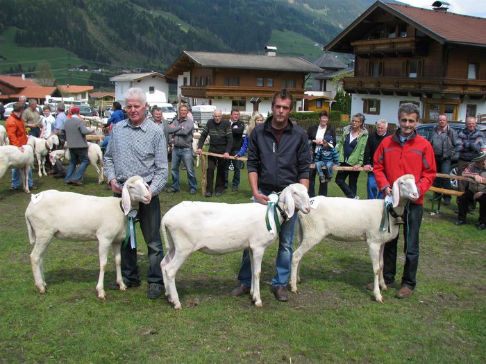 Tiroleze Bergschaf deosebite-87 - Rase de oi si capre -Poze deosebite-8