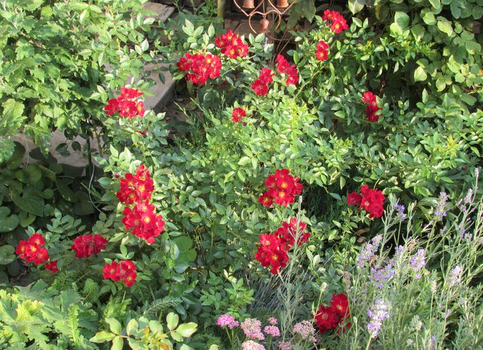 Bienenweide Rot - 2015 trandafiri _VI