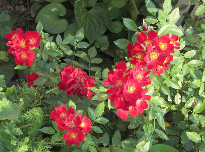 Bienenweide Rot