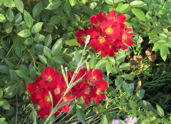 Bienenweide Rot
