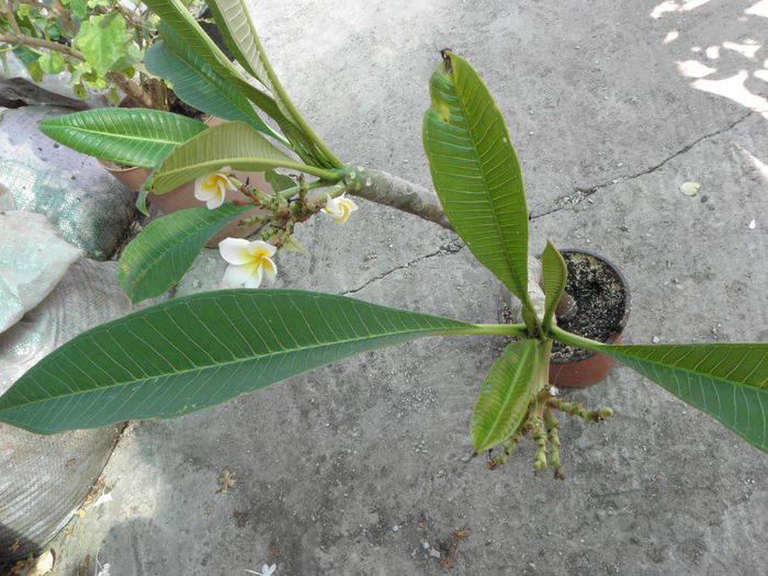 15.08.15 - Plumeria - alba floare mica