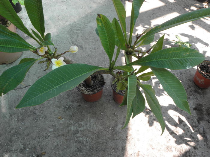 15.08.15.. - Plumeria - alba floare mica