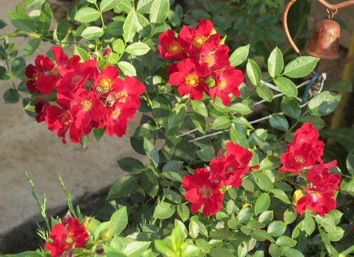 Bienenweide Rot