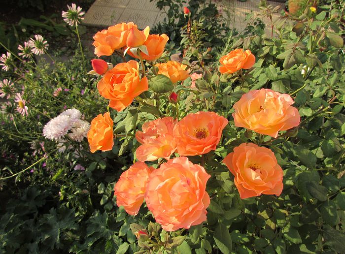 Lady Emma Hamilton