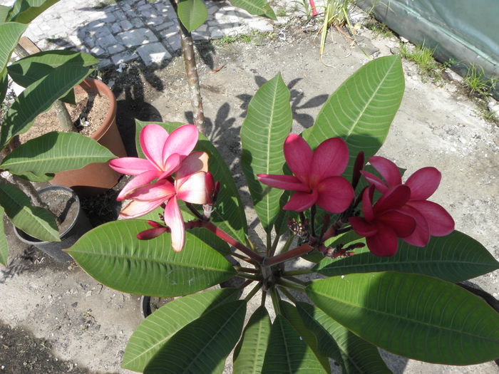 15.08.15 - Plumeria - Pink