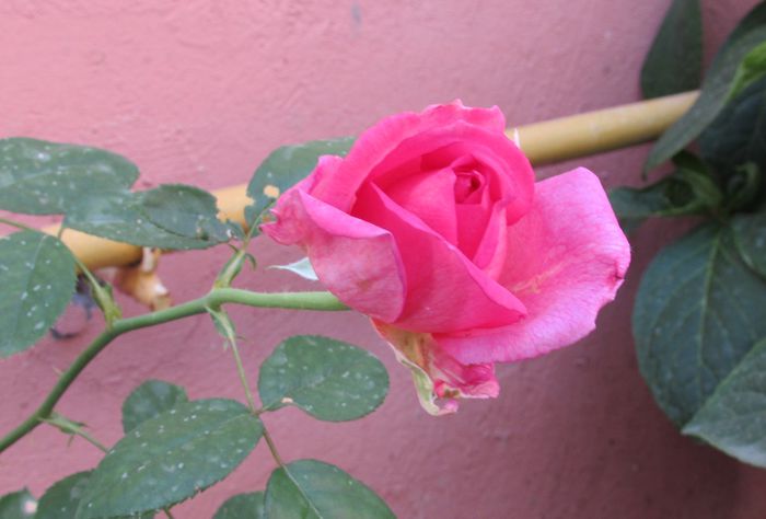 village-de-saint-yrieix rose