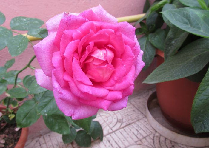 village-de-saint-yrieix rose