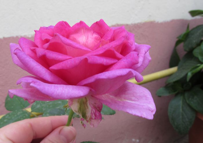 village-de-saint-yrieix rose