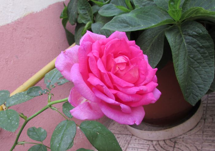 village-de-saint-yrieix rose