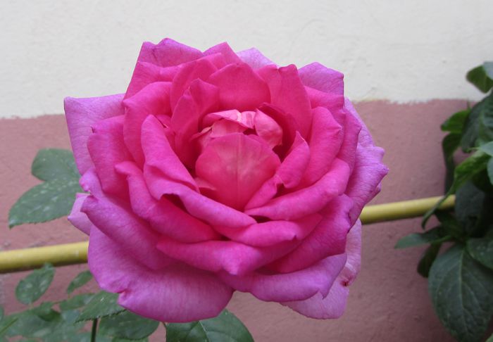 village-de-saint-yrieix rose