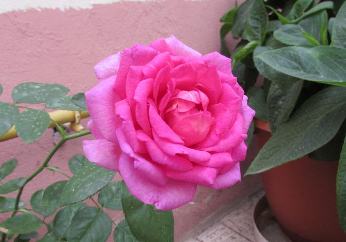 village-de-saint-yrieix rose