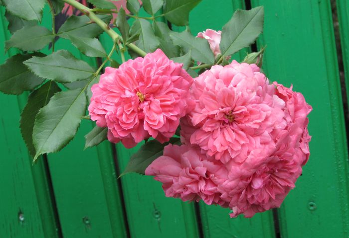 Rosarium Uetersen
