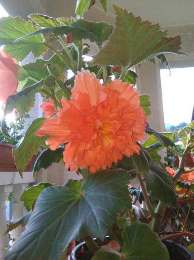 IMG_20150815_190456