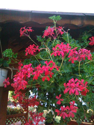 IMG_20150815_185942