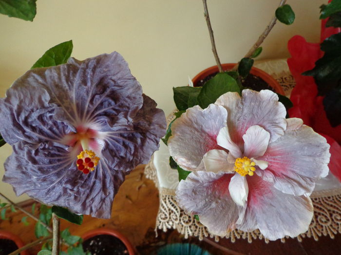 DSC08145 - A-HIBISCUS 2015-1