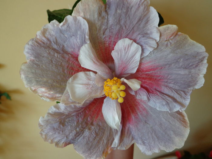 DSC08140 - A-HIBISCUS 2015-1
