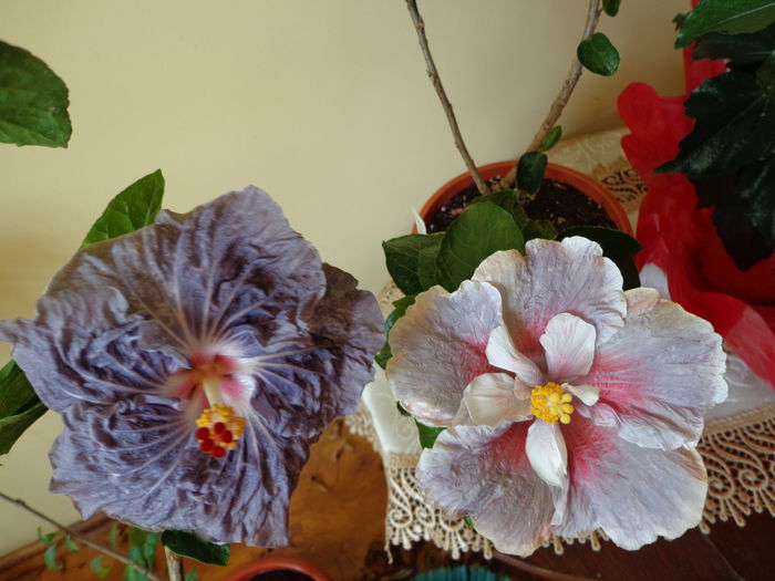 DSC08146 - A-HIBISCUS 2015-1