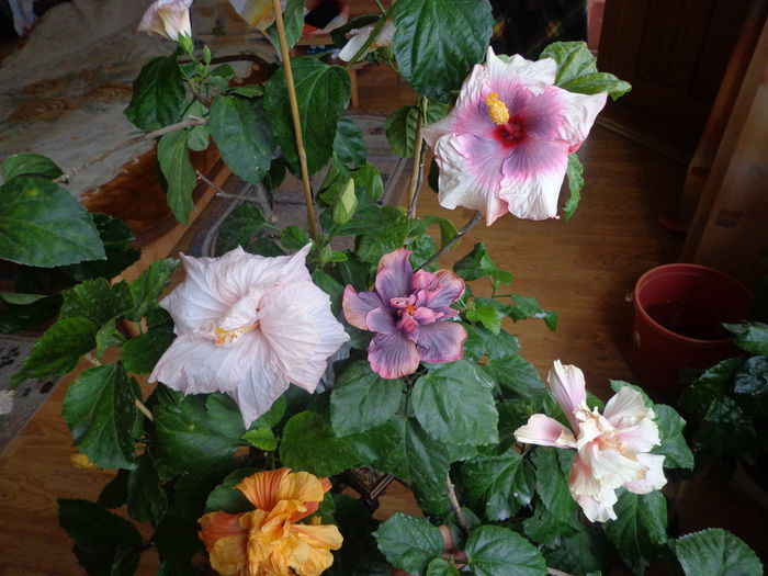 138 - A-HIBISCUS 2015-1