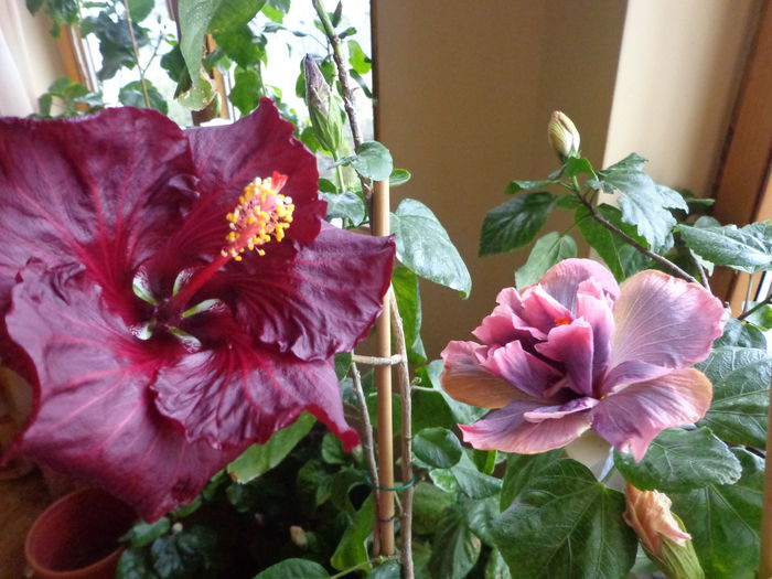 159 - A-HIBISCUS 2015-1