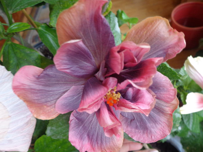 153 - A-HIBISCUS 2015-1