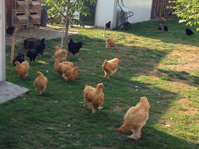 TINERET 2015 - PUI  DE  GAINA