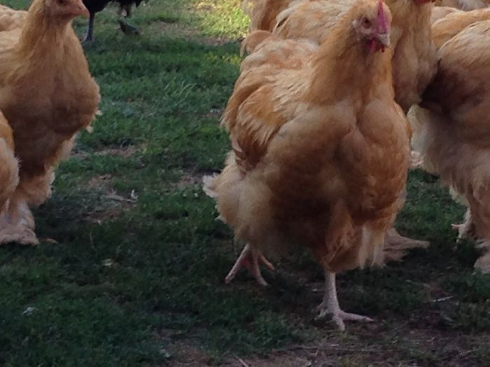 TINERET 2015 - PUI  DE  GAINA