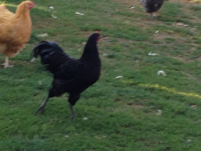 TINERET 2015 - PUI  DE  GAINA