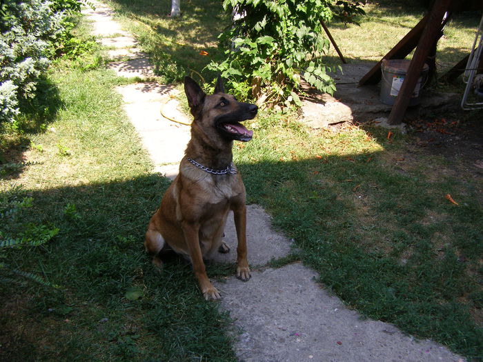 P1010008 - CIOBANESC MALINOIS