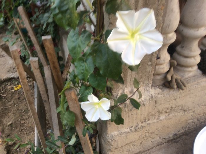 Zorele tropicale; Zorele tricale(foarte parfumata)
