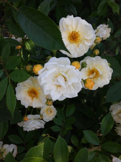 ghislaine-de-feligonde - trandafiri 2015
