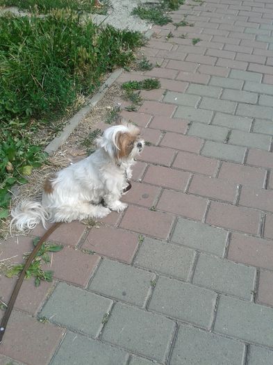 scuze...m-am ratacit printre florile lui mami !!!