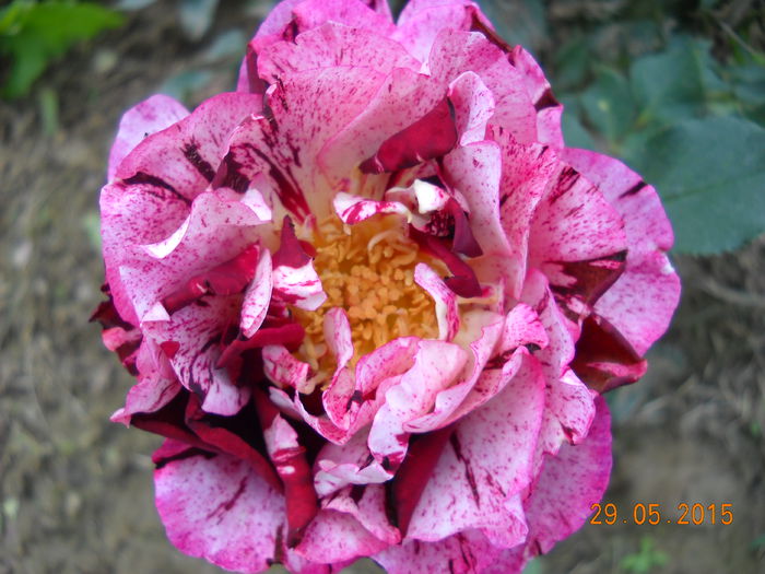 DSCN0622 - trandafiri 2015