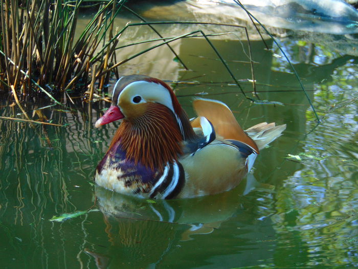 rate mandarine galbene