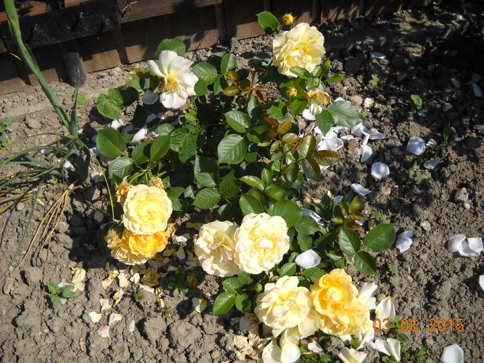 Julia Child - trandafiri 2015