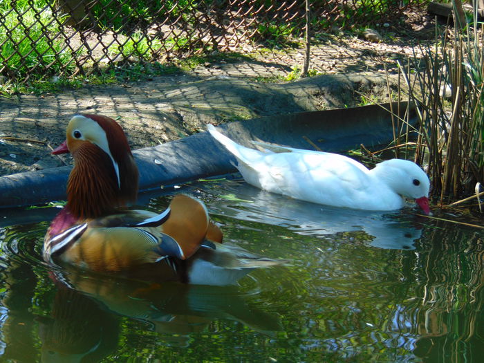 rate mandarine galbene - albe - Rate mandarine galbene