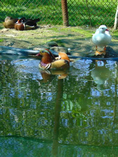 rate mandarine galbene - Rate mandarine galbene