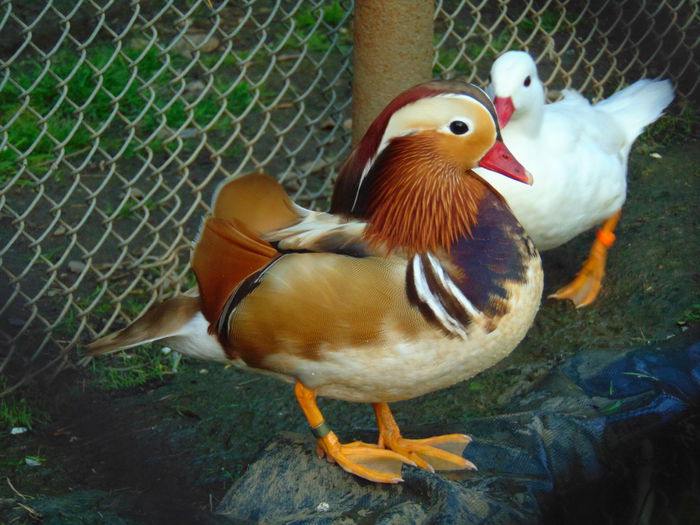 rate mandarine galbene - albe - Rate mandarine galbene