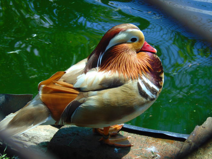 rate mandarine galbene - Rate mandarine galbene