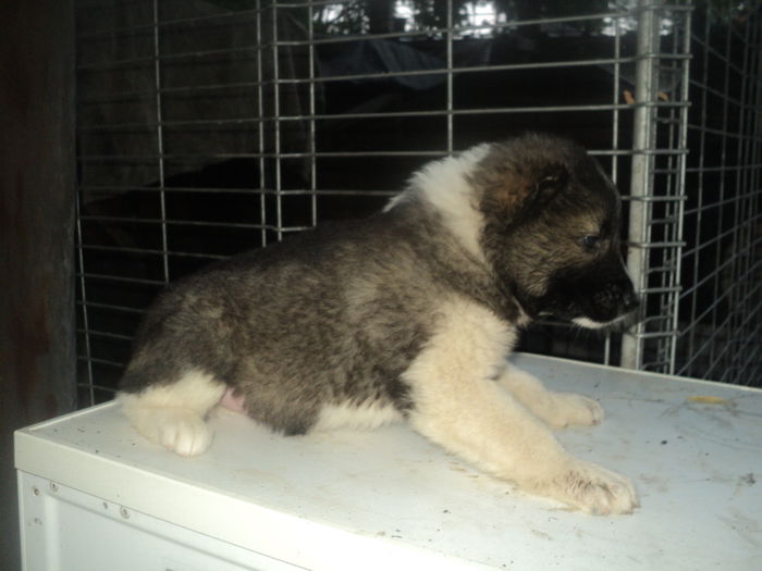 IVAN UN VIITOR PAZNIC