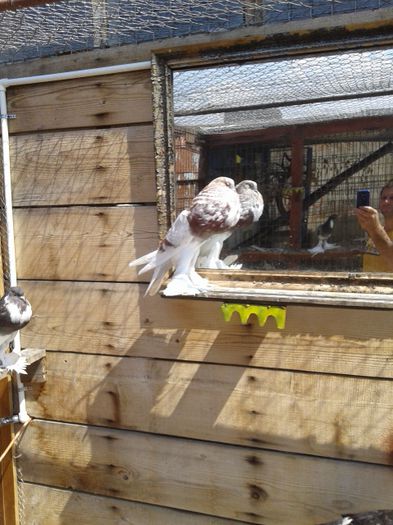20150815_122745 - De prin voliera 2015
