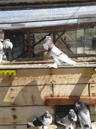 20150815_122755 - De prin voliera 2015