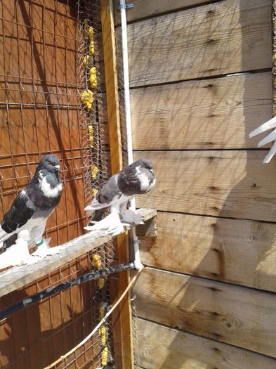 20150815_122808 - De prin voliera 2015