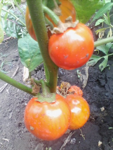 vinete orange turkish