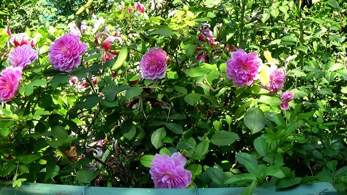 15 AUGUST (2) - AZI IN GRADINA