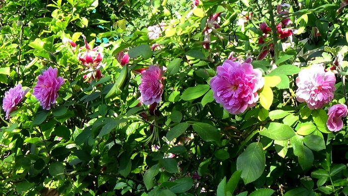 15 AUGUST (5) - AZI IN GRADINA